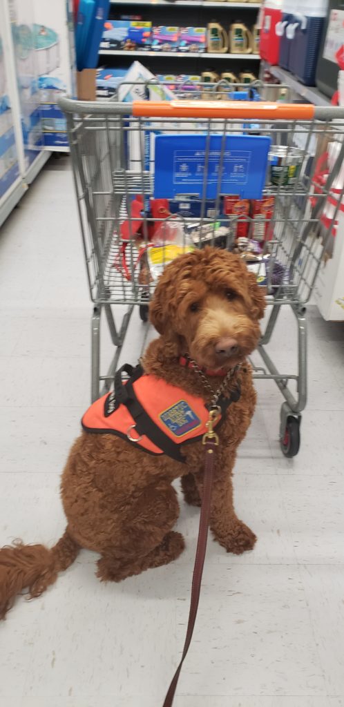 Scooter working on his Public Acces skills at Lowes